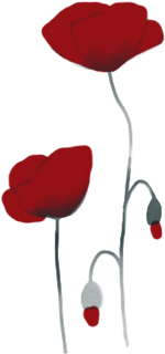 coquelicots3